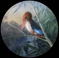 Lot 514 - English School, 19th century, White-throated Kingfisher, watercolour.