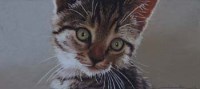 Lot 686 - John Mould, Tabby kitten, pastel