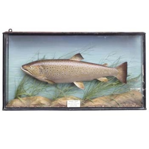 Lot 42 - Stuffed trout by Hardy Brothers in case.