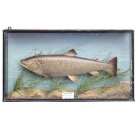 Lot 42 - Stuffed trout by Hardy Brothers in case.