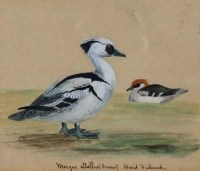 Lot 620 - John Gerrard Keulemans, Wildfowl studies, watercolour (8)