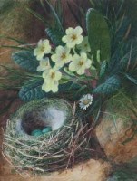 Lot 160 - C.H. Slater, Still life study of primroses and a bird's nest, watercolour