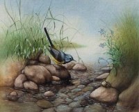Lot 78 - David A. Finney, Grey wagtail perched on a pebble, acrylic