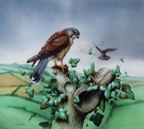 Lot 89 - David A. Finney, Birds of prey, watercolour