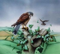 Lot 89 - David A. Finney, Birds of prey, watercolour