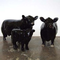 Lot 662 - Beswick Aberdeen Angus cow set