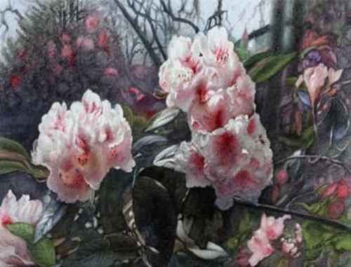 Lot 88 - Leslie Gilbert, Rhododendrons, watercolour
