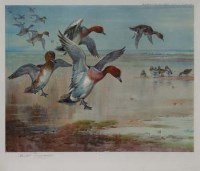 Lot 143 - After Archibald Thorburn, Widgeon alighting, teal beyond, signed colour print