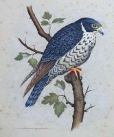 Lot 96 - David Andrews, Bird studies, gouache (3)
