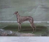 Lot 130 - Champion greyhound Fullerton, lithograph