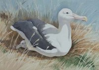 Lot 140 - Noel W. Cusa, Royal Albatross, watercolour