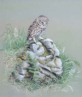 Lot 110 - Hilary Burn, Little owl, gouache