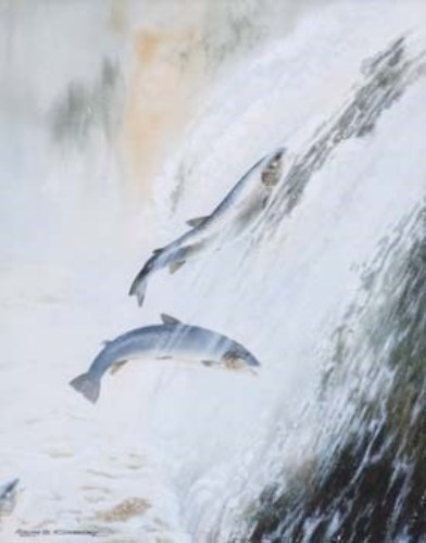 Lot 116 - Ralph S. Coventry, Salmon leaping, watercolour