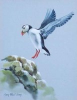 Lot 167 - Mary Elliott Lacey, puffin, gouache and watercolour