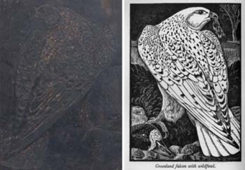 Lot 253 - C.F. Tunnicliffe, Greenland Falcon with Wildfowl, woodblock