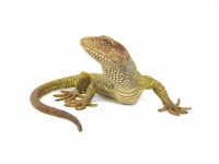 Lot 8 - An early 20th century cold painted bronze of a lizard