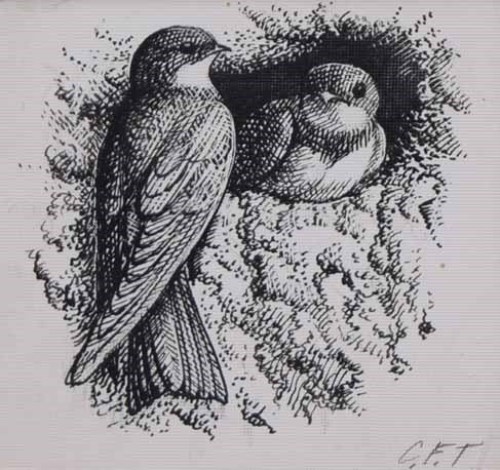 Lot 527 - C.F. Tunnicliffe, Nesting house martins, ink.