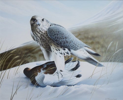 Lot 276 - A. Thompson, Gyrfalcon on a ptarmigan, acrylic.