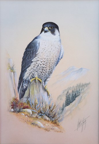 Lot 424 - J. McCafferty, Study of a peregrine falcon,