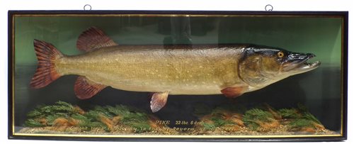Lot 1 - J. Cooper & Sons cased taxidermy Pike
