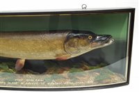 Lot 1 - J. Cooper & Sons cased taxidermy Pike