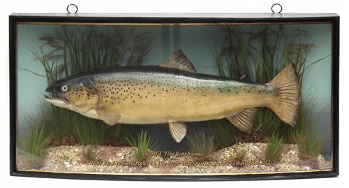Lot 3 - J. Cooper & Sons cased taxidermy Trout