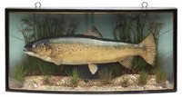 Lot 3 - J. Cooper & Sons cased taxidermy Trout