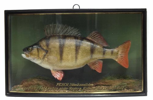 Lot 7 - J. Cooper & Sons cased taxidermy Perch