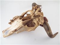 Lot 58 - Cow Skull rifle stand