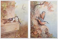 Lot 3 - Two limited edition Archibald Thorburn prints, "House Martins" & "Nuthatches".